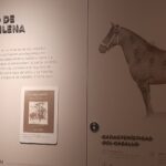 La historia del caballo es parte fundamental de nuestra idiosincracia
